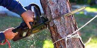 Best Tree Disease Treatment  in Huntingdon, TN