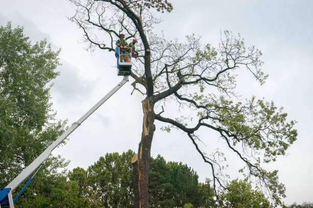 Best Tree Trimming and Pruning  in Huntingdon, TN