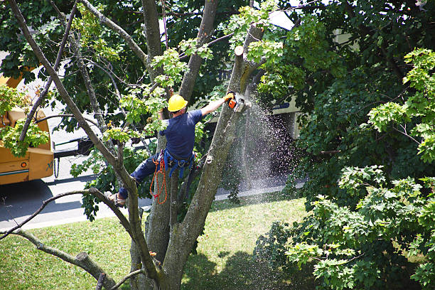 Best Tree Removal  in Huntingdon, TN